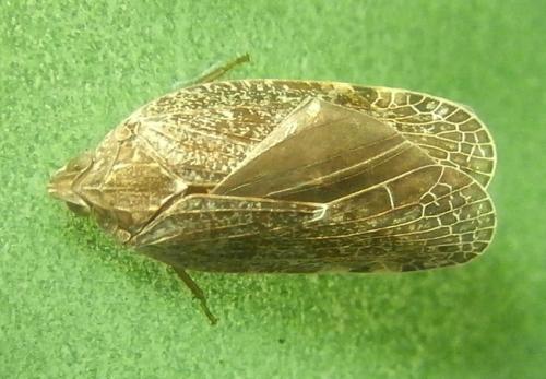 Réf. 232 966 : Cixidia sp.